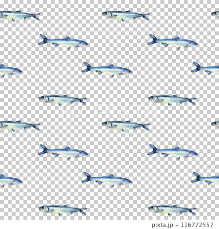 Small fishes anchovy on watercolor seamless pattern isolated. Fresh sea fish hand drawn endless background. Marine pattern with fish. Underwater sea design for package, textile, paper 116772557