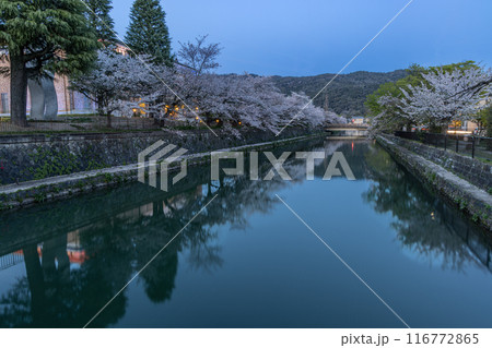 桜満開の岡崎疏水 116772865