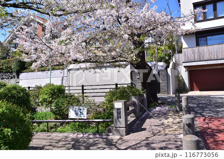 世田谷代田・北沢川緑道桜橋の桜 116773056