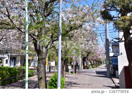 世田谷代沢・北沢川緑道の桜 世田谷代沢・北沢川緑道の桜 116773058