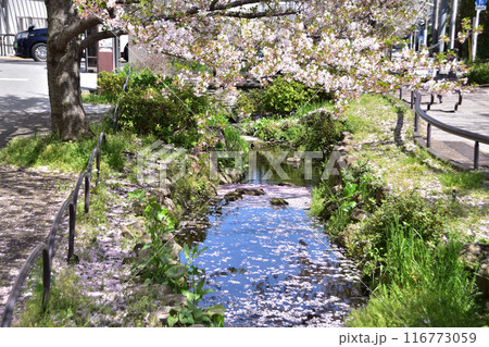 世田谷代沢・北沢川緑道橋場橋の桜 116773059