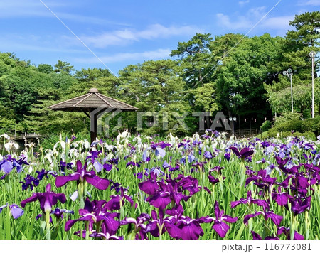 五月晴れの青空と新緑に囲まれ、色とりどりに咲き乱れる花菖蒲〈東公園花菖蒲園/愛知県岡崎市〉 116773081