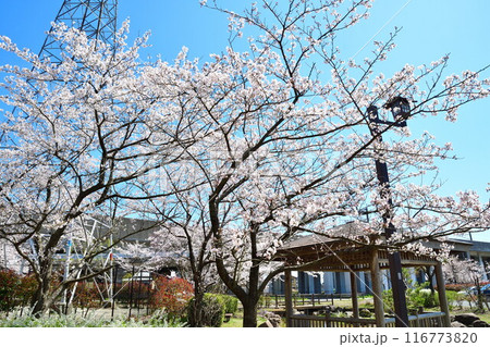 宮の森木場城公園の桜(新潟県) 宮の森木場城公園の桜(新潟県) 116773820