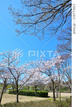 宮の森木場城公園の桜(新潟県) 宮の森木場城公園の桜(新潟県) 116773821