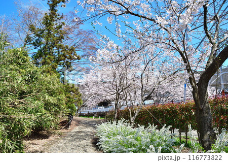 宮の森木場城公園の桜(新潟県) 宮の森木場城公園の桜(新潟県) 116773822