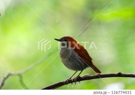 ホントウアカヒゲ♀　やんばるの森　沖縄県国頭村 116774031