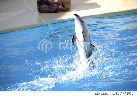 イルカのショー 116774909