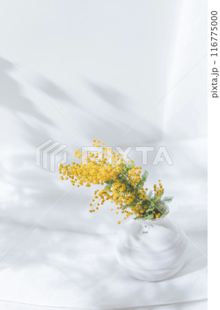 白背景 花瓶に入った一輪のミモザ 白背景 花瓶に入った一輪のミモザ 116775000