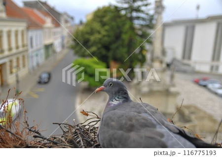 Nesting doves. View of a pigeon nesting on a window sill. Life of birds of prey in the city 116775193
