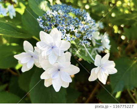 白い紫陽花 116775227