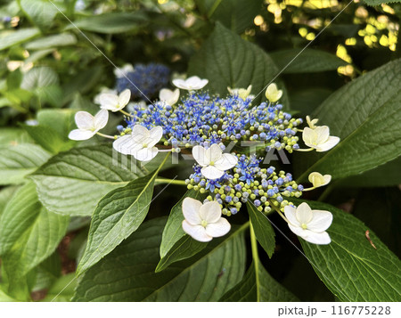 青色の紫陽花 116775228