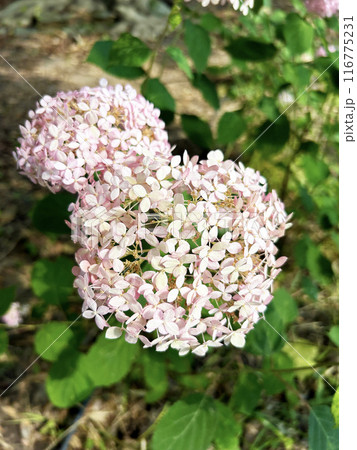 薄ピンク色の紫陽花 薄ピンク色の紫陽花 116775231