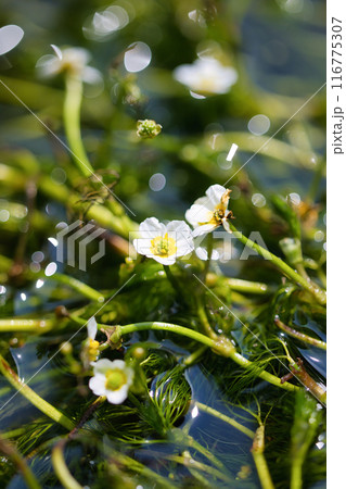 清流に咲く白く小さな可愛い梅花藻の花 116775307