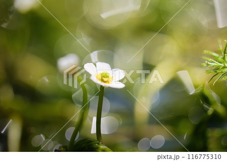 清流に咲く白く小さな可愛い梅花藻の花 116775310