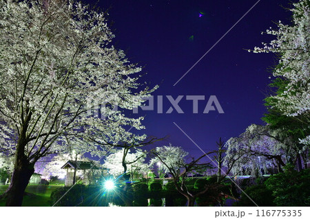 天朝山公園の夜桜(新潟県) 天朝山公園の夜桜(新潟県) 116775335