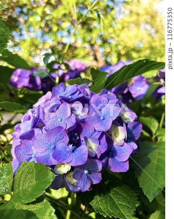 紫色の紫陽花 116775350