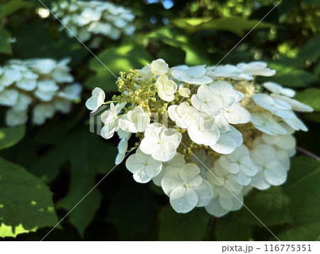 白い紫陽花 116775351