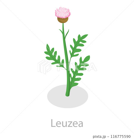 3D Isometric Flat Vector Set of Healing Herbs, Herbal Medicine. Item 1 116775590