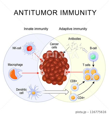 Antitumor Immunity. Immune Response. Immunotherapy 116775616