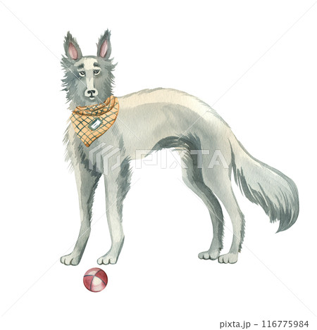 Windhound dog with a checkered bandana and a ball, all objects are painted in watercolors. Watercolor illustration. Suitable for printing on fabric, paper, scrapbooking and design. 116775984