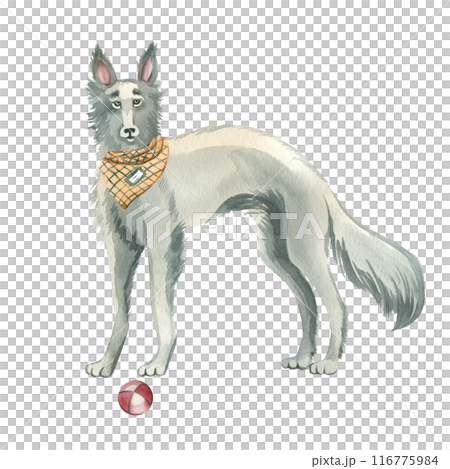 Windhound dog with a checkered bandana and a ball, all objects are painted in watercolors. Watercolor illustration. Suitable for printing on fabric, paper, scrapbooking and design. 116775984