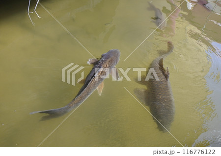 2匹の鯉 2匹の鯉 116776122