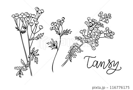 Summer outline doodle set with tansy plants 116776175