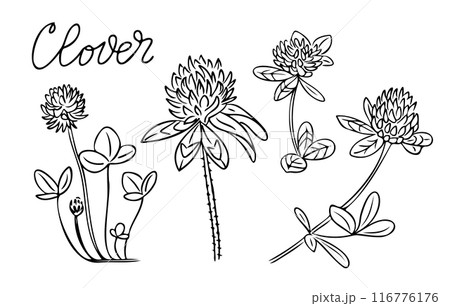 Summer outline doodle set with clover flowers 116776176