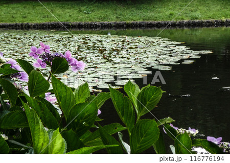 梅雨明けの岩手県森林公園の紫陽花の花と睡蓮の池 116776194