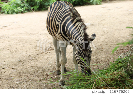 The family burchell zebra is eatting in farm The family burchell zebra is eatting in farm 116776203