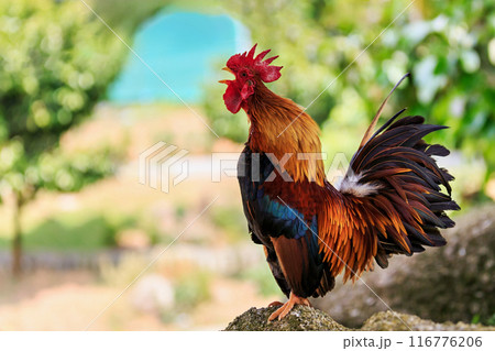Portrait of a male colorful crowing rooster with a bright red comb Portrait of a male colorful crowing rooster with a bright red comb 116776206