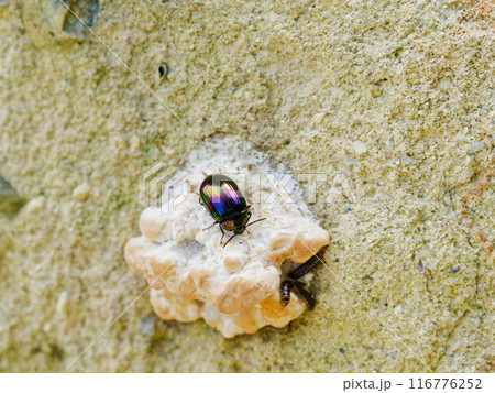 虹色に輝く甲虫・ゴミムシダマシ科ナガニジゴミムシダマシ 虹色に輝く甲虫・ゴミムシダマシ科ナガニジゴミムシダマシ 116776252