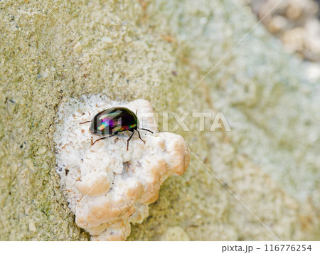 虹色に輝く甲虫・ゴミムシダマシ科ナガニジゴミムシダマシ 116776254