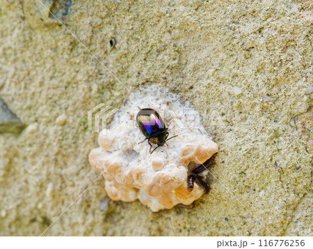 虹色に輝く甲虫・ゴミムシダマシ科ナガニジゴミムシダマシ 虹色に輝く甲虫・ゴミムシダマシ科ナガニジゴミムシダマシ 116776256