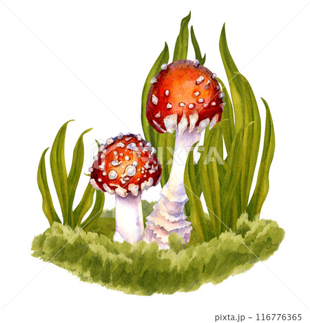 Two botanical red-capped fly agarics with white specks in green grass in a clearing in the forest. Watercolor illustration of poisonous mushroom for template of Halloween, witch magic, drinks, harvest 116776365