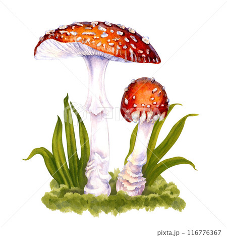 Two botanical red-capped fly agarics with white specks in green grass in a clearing in the forest. Watercolor illustration of poisonous mushroom for template of Halloween, witch magic, drinks, harvest 116776367