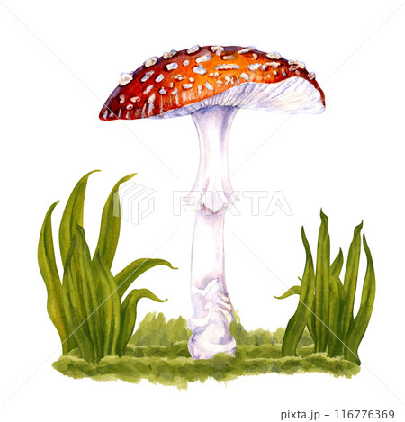 Hand-drawn botanical poisonous red-capped fly agaric with white speckles in green grass. Amanita illustration. Watercolor mushrooms for forest design template, magic mushrooms, harvest festival 116776369