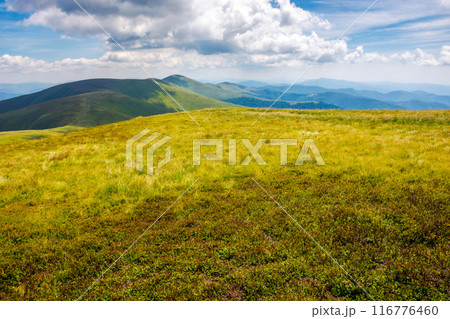 grassy meadow on a sunny day in summer. landscape of carpathian mountains of ukraine. clouds on the sky. alpine scenery grassy meadow on a sunny day in summer. landscape of carpathian mountains of ukraine. clouds on the sky. alpine scenery 116776460