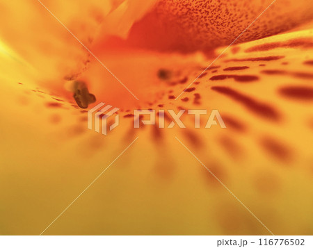 黄色の花弁に赤い斑点の花、カンナの花の花びら 黄色の花弁に赤い斑点の花、カンナの花の花びら 116776502