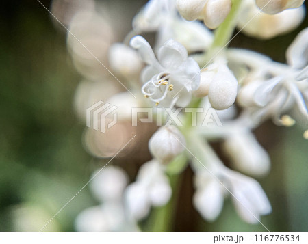 藪茗荷の白い蕾のクローズアップ 116776534