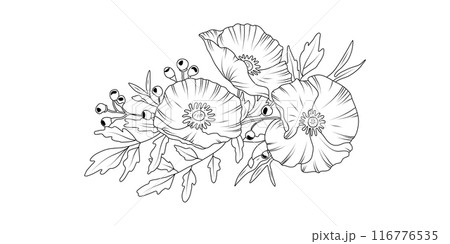 Poppy flower arrangement line art on white background. Silhouette botanical hand drawn element for wedding, invitation frame design, vector illustration Poppy flower arrangement line art on white background. Silhouette botanical hand drawn element for wedding, invitation frame design, vector illustration 116776535