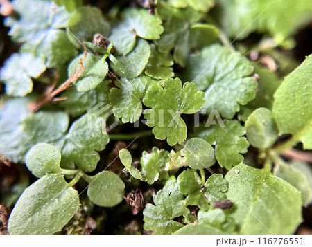 青々とした苔のクローズアップ 青々とした苔のクローズアップ 116776551