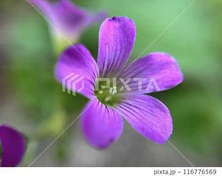 ムラサキカタバミの花のクローズアップ 116776569