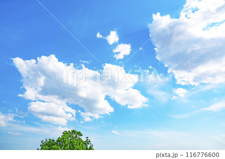 夏の雲と木立と太陽 夏の雲と木立と太陽 116776600