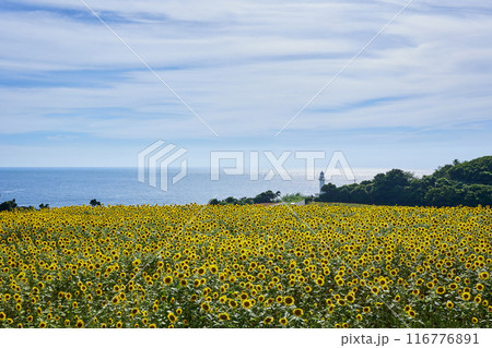 長島八景　長崎鼻灯台公園　ひまわり畑 116776891
