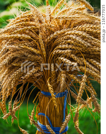 Close-up image capturing the texture and color of ripe wheat grains ready for harvest. 116777035