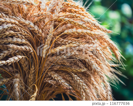 An intimate view of ripe wheat stalks that encapsulates the serene mood of harvest time. 116777036