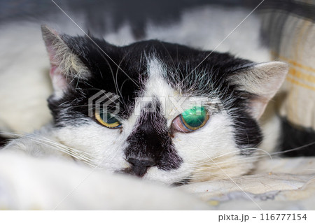 A black and white cat with green eyes is laying on a cozy bed 116777154