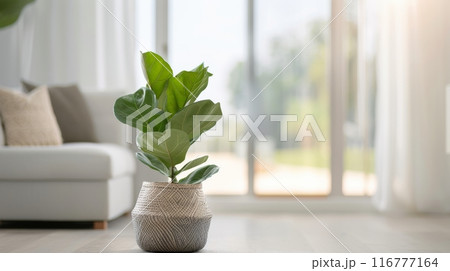 Fiddle Leaf Fig Plant In Living Room 116777164
