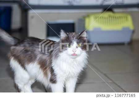 Black and white cat on tiled floor by window, showing whiskers and tail 116777165